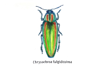chrysocroabuqueti